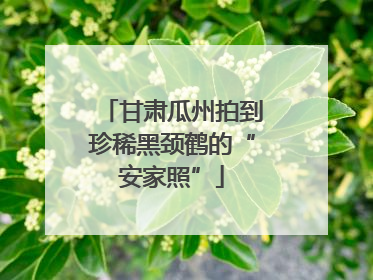 甘肃瓜州拍到珍稀黑颈鹤的“安家照”