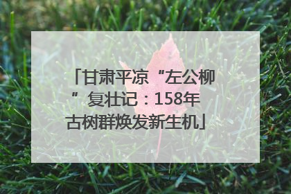 甘肃平凉“左公柳”复壮记：158年古树群焕发新生机
