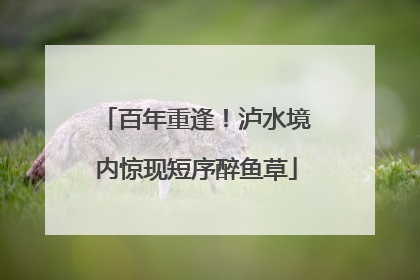 百年重逢！泸水境内惊现短序醉鱼草