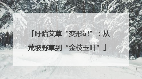 盱眙艾草“变形记”：从荒坡野草到“金枝玉叶”