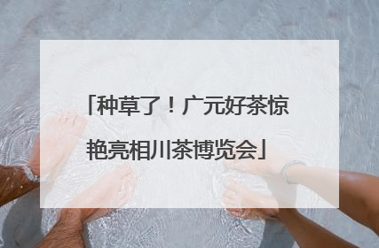 种草了！广元好茶惊艳亮相川茶博览会