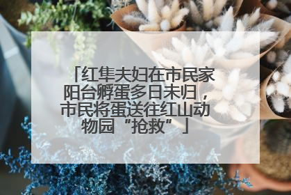 红隼夫妇在市民家阳台孵蛋多日未归，市民将蛋送往红山动物园“抢救”