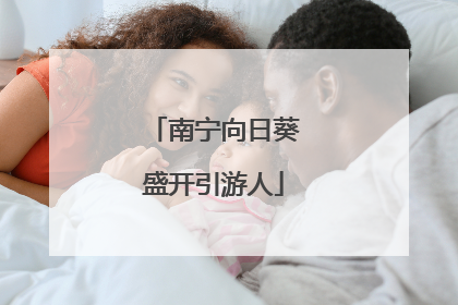 南宁向日葵盛开引游人