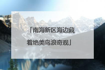 南海新区海边藏着绝美鸟浪奇观