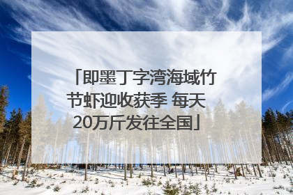 即墨丁字湾海域竹节虾迎收获季 每天20万斤发往全国
