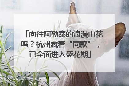 向往阿勒泰的浪漫山花吗？杭州藏着“同款”，已全面进入盛花期