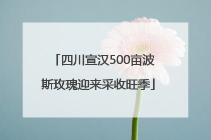 四川宣汉500亩波斯玫瑰迎来采收旺季
