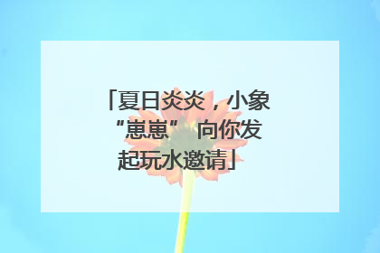 夏日炎炎，小象“崽崽” 向你发起玩水邀请