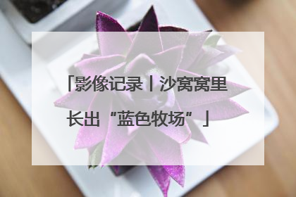 影像记录丨沙窝窝里长出“蓝色牧场”