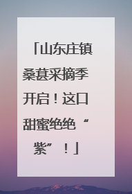 山东庄镇桑葚采摘季开启！这口甜蜜绝绝“紫”！