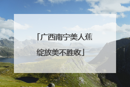 广西南宁美人蕉绽放美不胜收