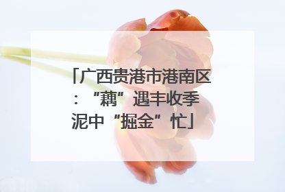 广西贵港市港南区：“藕”遇丰收季 泥中“掘金”忙