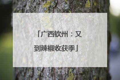 广西钦州：又到辣椒收获季