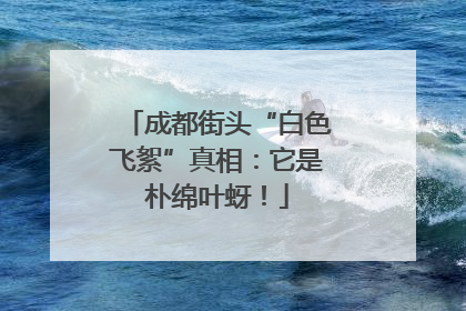 成都街头“白色飞絮”真相：它是朴绵叶蚜！
