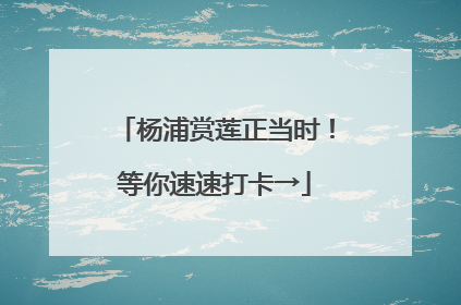 杨浦赏莲正当时！等你速速打卡→