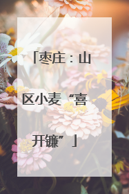枣庄：山区小麦“喜开镰”