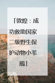 敦煌：成功救助国家二级野生保护动物小苇鳽