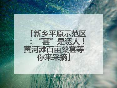 新乡平原示范区：“葚”是诱人！黄河滩百亩桑葚等你来采摘