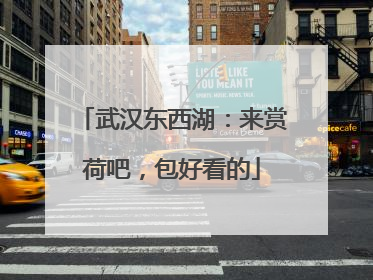 武汉东西湖：来赏荷吧，包好看的