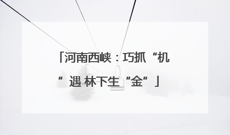 河南西峡：巧抓“机”遇 林下生“金”