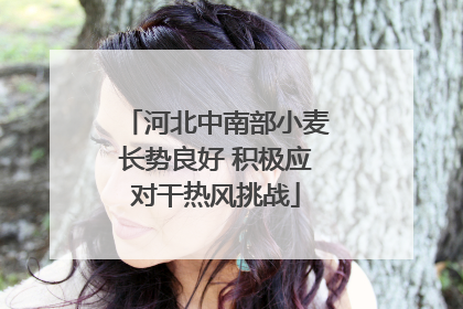 河北中南部小麦长势良好 积极应对干热风挑战
