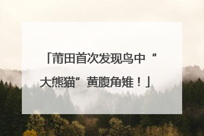 莆田首次发现鸟中“大熊猫”黄腹角雉！