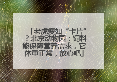 老虎瘦如“卡片”？北京动物园：饲料能保障营养需求，它体重正常，放心吧