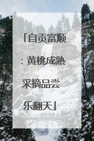 自贡富顺：黄桃成熟 采摘品尝乐翻天