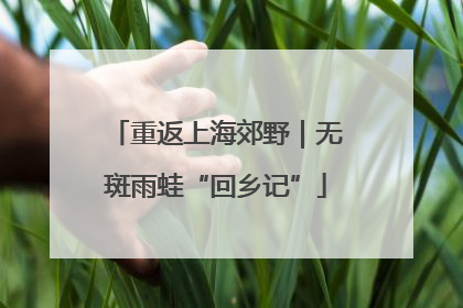 重返上海郊野｜无斑雨蛙“回乡记”