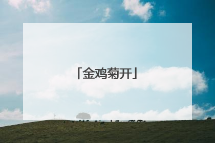金鸡菊开